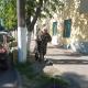 В Ливнах продолжается отлов животных без владельцев В Ливнах продолжается отлов животных без владельцев